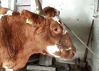 Dude watches his wife fuck a horse