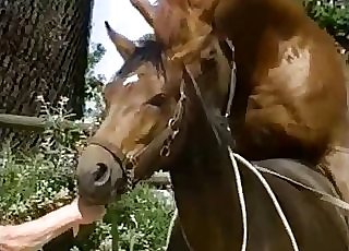 Old man watching two horses fuck hard