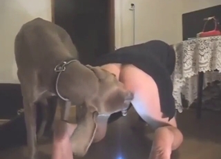 Surrendering that asshole to a kinky doggo